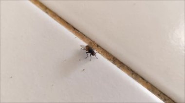 Siyah sinek (Diptera) beyaz zemine konar, tehlikeli sinekler çeşitli hastalıklar için bir etken olabilir.