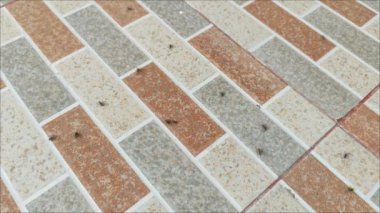 Bir grup siyah sinek (Diptera) toplandı, uçtu ve evin zeminine indi.