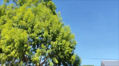  Yeşil çam ağaçları (Casuarinaceae) açık mavi gökyüzüne karşı rüzgarda esiyor