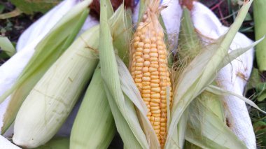 Soyulmamış tatlı mısırın yeşil bir teni vardır.