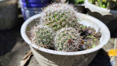 Parodia magnifica (Ball Cactus) clipart