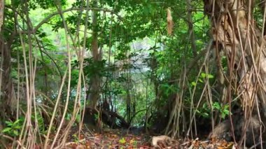 Nehir sularının manzarası