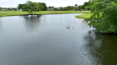 Florida plantasyonunda ördekli bir göl manzarası. Golf kortunun yanında.