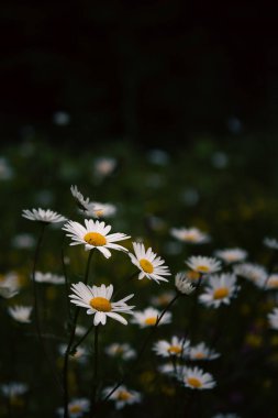 Kırılgan yeşil yapraklarla çevrili, ormanın derinliklerinde açan minik papatya çiçeklerinin narin makro görüntüsü. Küçük, büyüleyici çiçekler yemyeşil alana karşı nazik bir zıtlık yaratır..