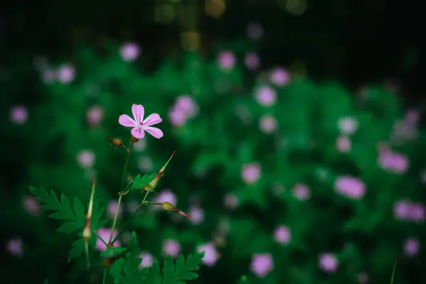 Ormanın derinliklerinde çiçek açan küçük mor kır çiçeklerinin narin makro görüntüsü, canlı yeşil yapraklarla çevrili. Küçük, büyüleyici çiçekler yemyeşil alana karşı nazik bir zıtlık yaratır..