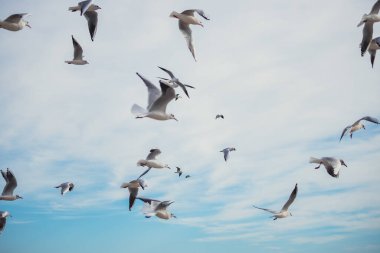 Açık mavi gökyüzünde süzülen martıları yakalayan dinamik bir çekim. Hareket halindeki zarif kuşlar, seyahat, doğa ve vahşi yaşam temaları için ideal bir özgürlük ve dinginlik duygusu getiriyor..