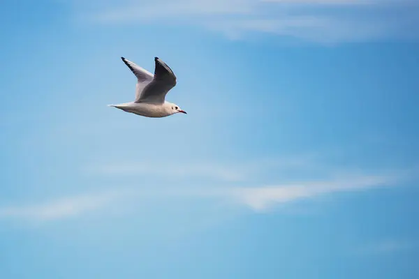 Açık mavi gökyüzünde süzülen martıları yakalayan dinamik bir çekim. Hareket halindeki zarif kuşlar, seyahat, doğa ve vahşi yaşam temaları için ideal bir özgürlük ve dinginlik duygusu getiriyor..