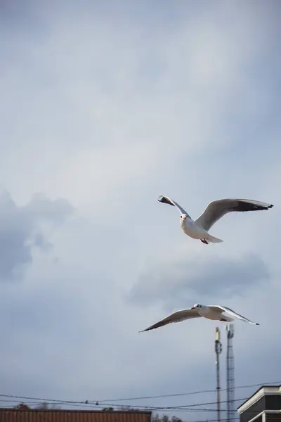 Açık mavi gökyüzünde süzülen martıları yakalayan dinamik bir çekim. Hareket halindeki zarif kuşlar, seyahat, doğa ve vahşi yaşam temaları için ideal bir özgürlük ve dinginlik duygusu getiriyor..