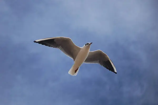 Açık mavi gökyüzünde süzülen martıları yakalayan dinamik bir çekim. Hareket halindeki zarif kuşlar, seyahat, doğa ve vahşi yaşam temaları için ideal bir özgürlük ve dinginlik duygusu getiriyor..