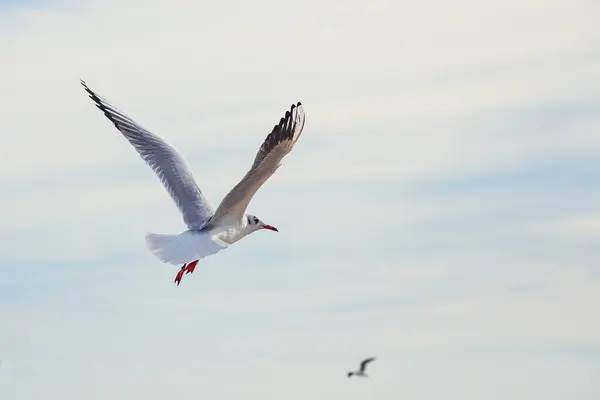 Açık mavi gökyüzünde süzülen martıları yakalayan dinamik bir çekim. Hareket halindeki zarif kuşlar, seyahat, doğa ve vahşi yaşam temaları için ideal bir özgürlük ve dinginlik duygusu getiriyor..