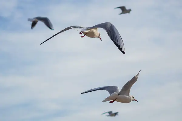 Açık mavi gökyüzünde süzülen martıları yakalayan dinamik bir çekim. Hareket halindeki zarif kuşlar, seyahat, doğa ve vahşi yaşam temaları için ideal bir özgürlük ve dinginlik duygusu getiriyor..
