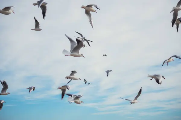 Açık mavi gökyüzünde süzülen martıları yakalayan dinamik bir çekim. Hareket halindeki zarif kuşlar, seyahat, doğa ve vahşi yaşam temaları için ideal bir özgürlük ve dinginlik duygusu getiriyor..