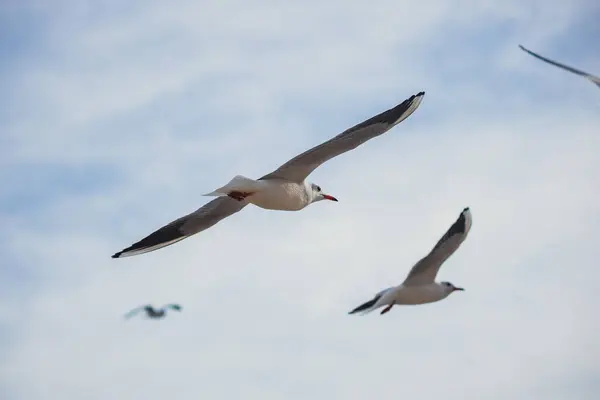 Açık mavi gökyüzünde süzülen martıları yakalayan dinamik bir çekim. Hareket halindeki zarif kuşlar, seyahat, doğa ve vahşi yaşam temaları için ideal bir özgürlük ve dinginlik duygusu getiriyor..