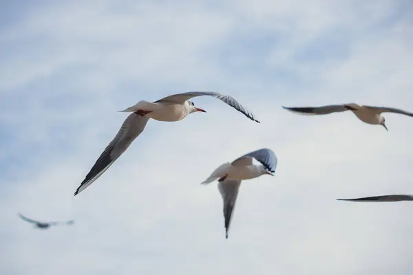 Açık mavi gökyüzünde süzülen martıları yakalayan dinamik bir çekim. Hareket halindeki zarif kuşlar, seyahat, doğa ve vahşi yaşam temaları için ideal bir özgürlük ve dinginlik duygusu getiriyor..