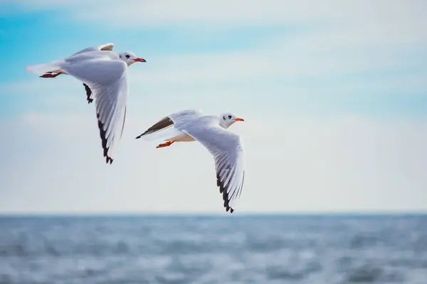 Açık mavi gökyüzünde süzülen martıları yakalayan dinamik bir çekim. Hareket halindeki zarif kuşlar, seyahat, doğa ve vahşi yaşam temaları için ideal bir özgürlük ve dinginlik duygusu getiriyor..