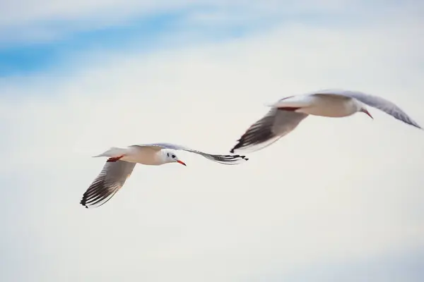 Açık mavi gökyüzünde süzülen martıları yakalayan dinamik bir çekim. Hareket halindeki zarif kuşlar, seyahat, doğa ve vahşi yaşam temaları için ideal bir özgürlük ve dinginlik duygusu getiriyor..