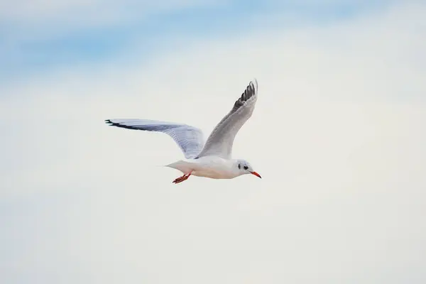 Açık mavi gökyüzünde süzülen martıları yakalayan dinamik bir çekim. Hareket halindeki zarif kuşlar, seyahat, doğa ve vahşi yaşam temaları için ideal bir özgürlük ve dinginlik duygusu getiriyor..