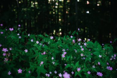 Delicate macro shot of tiny purple wildflowers blooming in the depths of the forest, surrounded by vibrant green foliage. clipart