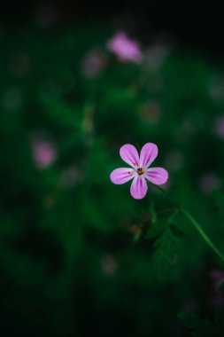 Ormanın derinliklerinde açan küçük mor kır çiçeklerinin narin makro görüntüsü, canlı yeşil yeşilliklerle çevrili..