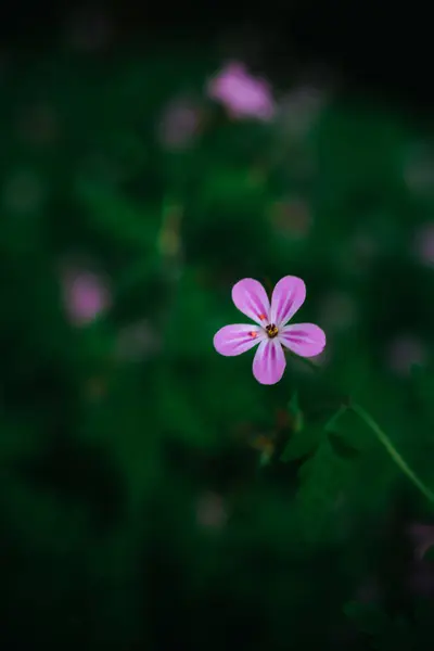 Ormanın derinliklerinde açan küçük mor kır çiçeklerinin narin makro görüntüsü, canlı yeşil yeşilliklerle çevrili..
