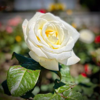 Macro shot of a rose with petals in soft gradient shades, surrounded by vibrant green leaves. A detailed, natural, and captivating floral image showcasing nature's beauty. clipart