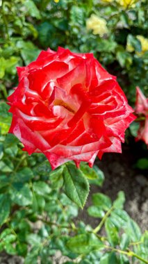 Macro shot of a rose with petals in soft gradient shades, surrounded by vibrant green leaves. A detailed, natural, and captivating floral image showcasing nature's beauty. clipart