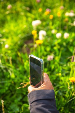 Bir adam elinde cep telefonuyla el ele tutuşup kır çiçeklerinin fotoğraflarını çekiyor, yaz, açık hava aktiviteleri.