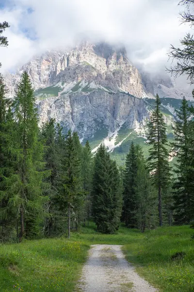Bulutlarla kaplı çam ormanına doğru bir yürüyüş yolu. Kayalık dağ zirvesi, Dolomitler, İtalya.