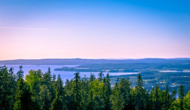 Finlandiya 'dan mavi gökyüzüyle güneşli yaz ormanı manzarası