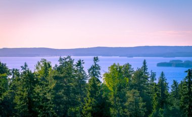 Finlandiya 'dan mavi gökyüzüyle güneşli yaz ormanı manzarası