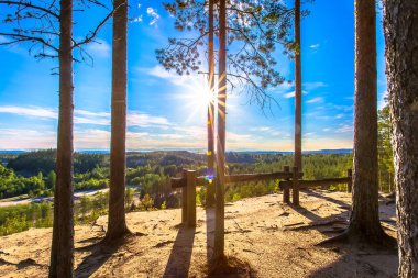 Finlandiya 'dan mavi gökyüzüyle güneşli yaz ormanı manzarası