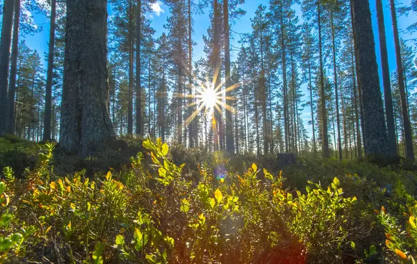 Finlandiya 'dan mavi gökyüzüyle güneşli yaz ormanı manzarası