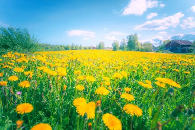 Yaz karahindiba çiçeği fotoğrafı