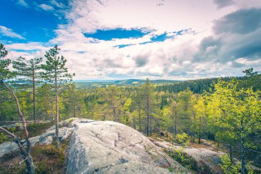 Finlandiya 'dan mavi gökyüzüyle güneşli yaz ormanı manzarası