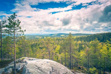 Finlandiya 'dan mavi gökyüzüyle güneşli yaz ormanı manzarası