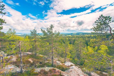Finlandiya 'dan mavi gökyüzüyle güneşli yaz ormanı manzarası
