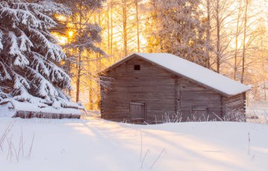 Karlı ağaçlarla birlikte soğuk kış günbatımı manzarası. Fotoğraf: Sotkamo, Finlandiya. Arkaplan Yoğun kar manzarası.
