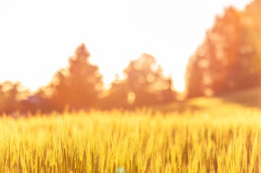 Gün batımında Fin arpa tarlası. Fotoğraf: Sotkamo, Finlandiya.