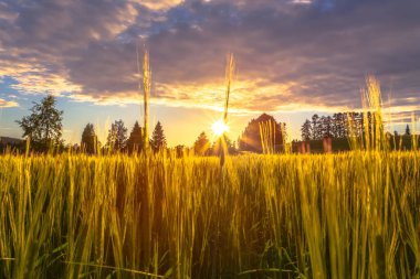 Gün batımında Fin arpa tarlası. Fotoğraf: Sotkamo, Finlandiya.