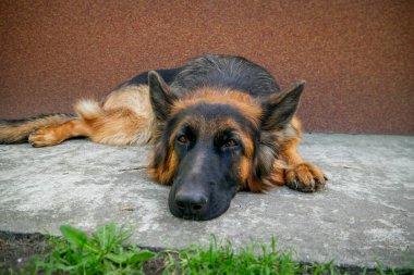 Doğal Alanda Görkemli Alman Çoban Köpeği. Gururlu bir Alman çoban köpeği, çarpıcı paltosunu ve zeki bakışlarını sergileyerek, açık hava manzarasında tetikte durur..