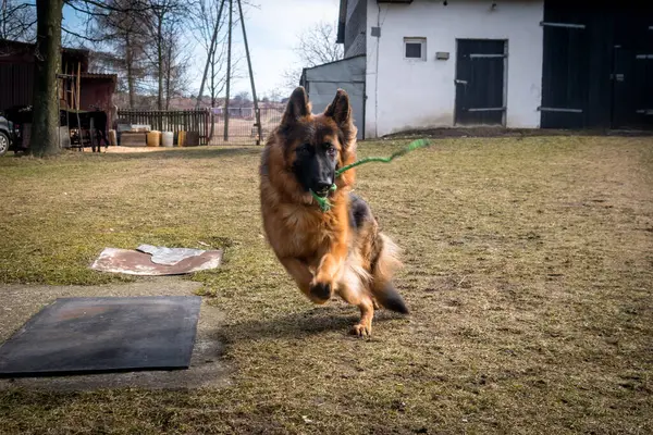 Doğal Alanda Görkemli Alman Çoban Köpeği. Gururlu bir Alman çoban köpeği, çarpıcı paltosunu ve zeki bakışlarını sergileyerek, açık hava manzarasında tetikte durur..