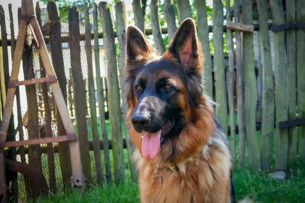 Doğal Alanda Görkemli Alman Çoban Köpeği. Gururlu bir Alman çoban köpeği, çarpıcı paltosunu ve zeki bakışlarını sergileyerek, açık hava manzarasında tetikte durur..