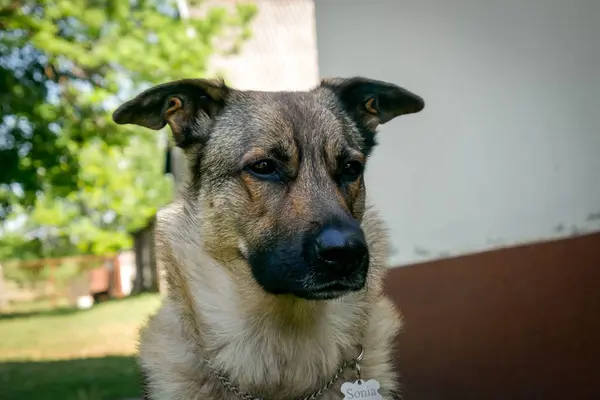 Doğal Alanda Görkemli Alman Çoban Köpeği. Gururlu bir Alman çoban köpeği, çarpıcı paltosunu ve zeki bakışlarını sergileyerek, açık hava manzarasında tetikte durur..