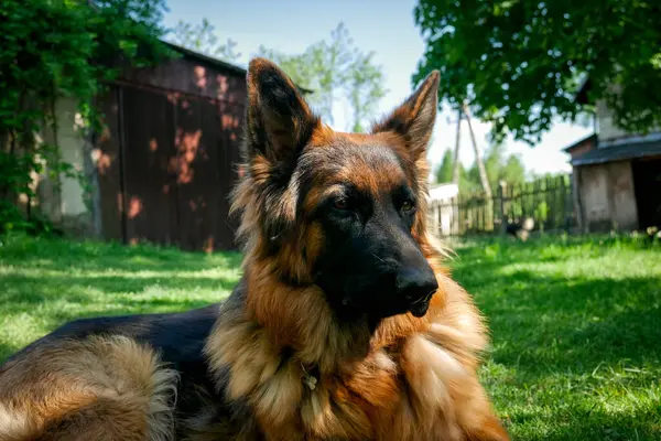 Doğal Alanda Görkemli Alman Çoban Köpeği. Gururlu bir Alman çoban köpeği, çarpıcı paltosunu ve zeki bakışlarını sergileyerek, açık hava manzarasında tetikte durur..