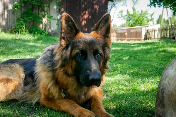 Doğal Alanda Görkemli Alman Çoban Köpeği. Gururlu bir Alman çoban köpeği, çarpıcı paltosunu ve zeki bakışlarını sergileyerek, açık hava manzarasında tetikte durur..