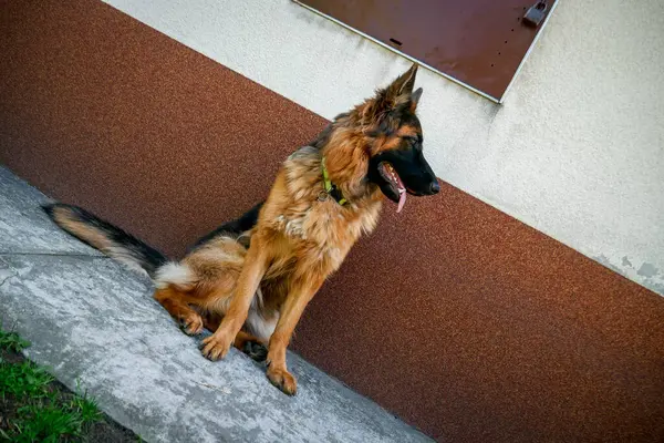 Doğal Alanda Görkemli Alman Çoban Köpeği. Gururlu bir Alman çoban köpeği, çarpıcı paltosunu ve zeki bakışlarını sergileyerek, açık hava manzarasında tetikte durur..