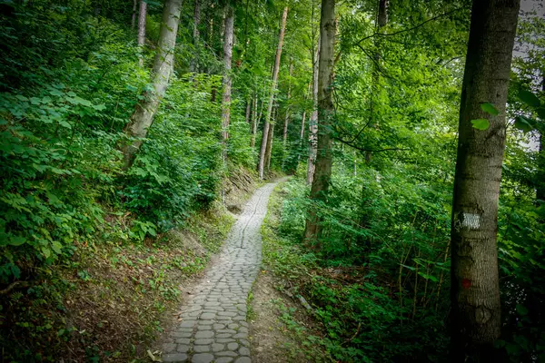 Dağlardaki ormanda yol