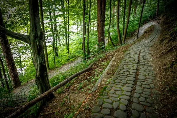 Dağlardaki ormanda yol