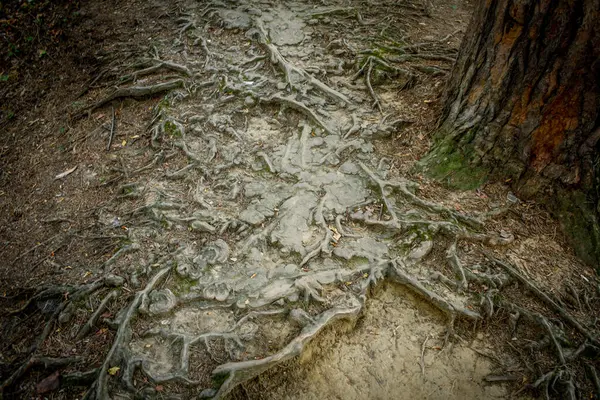 Ormandaki eski kökleri