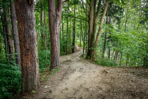 Dağlardaki ormanda yol
